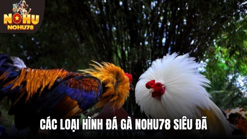 6 loại hình chọi gà khi theo dõi cực đã